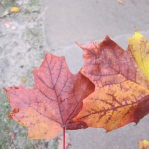 Meet your Posher, rosie